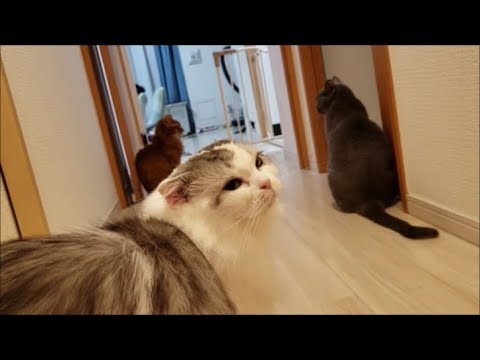 灰色猫と遊んでたらいつの間にか皆集まって来た - YouTube