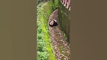 Панда паркурщик приколы панда Panda 