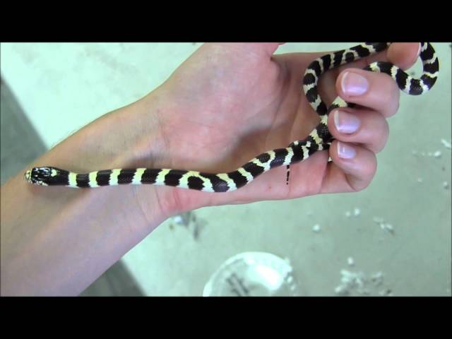 black and white snake images