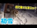 雪国出身のちゃちゃが初めての雪に大興奮！！