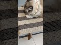 My Cat Is Obsessed With This New Lounge #cat #pet #pettoy #dog