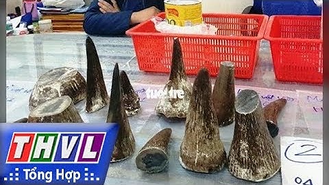 THVL | Người đưa tin 24G: Bắt người đàn ông đi máy bay giấu sừng tê giác trong hộp sữa