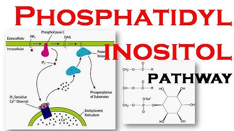 Phosphatidylinositol pathway