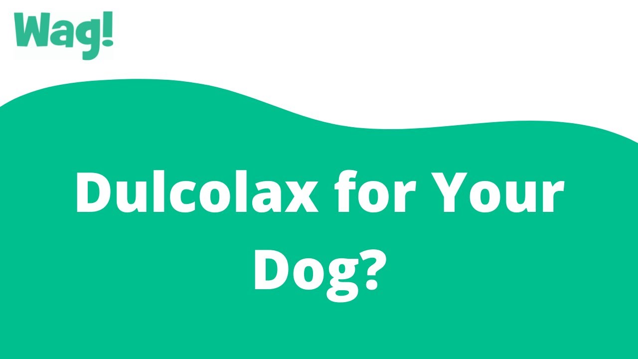 Can A Small Dog Have Dulcolax?
