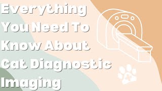 Everything You Need To Know About Cat Diagnostic Imaging