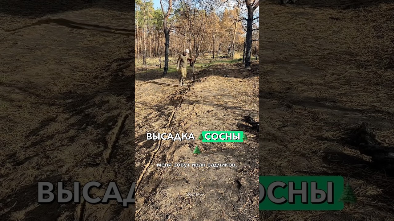 #посадкадеревьев