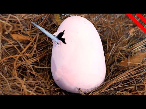 Increíbles Unicornios Reales y Mitológicos Alrededor Del Mundo hqdefault