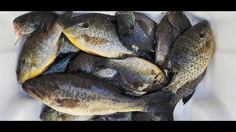 Fishing For Shellcracker And Bluegill With Worms.