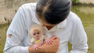 Baby monkey Abi looks for his mother with a cute face