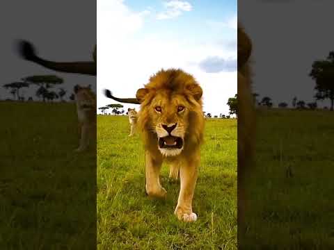 Lion/amazing beautiful nature with global music shorts royalty free