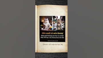 Tiết Lộ 33 Bài Luận Xuất Chúng Được Săn Đón Nhất Tại Stanford, Harvard, MIT…