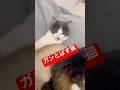 保護222日目 ガンとばす猫。ガンとばすって、若い人にはわからないかも😭