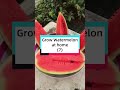 Grow Watermelon at Home（7）