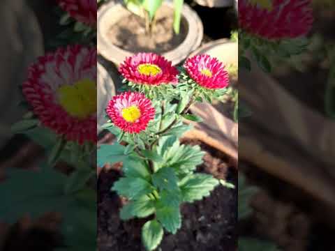 Vidéo: Aster Annuel. Partie 4