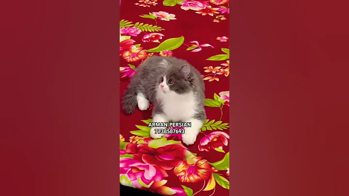 Video 11779441: persiancat persians, persiancat cat kitten