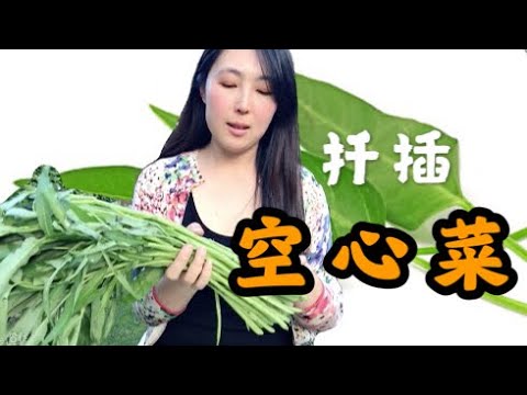 种植24 空心菜种植的好方法 扦插空心菜 通菜 简单 超市买菜插几盆 实现空心菜自由how To Grow Water Spinach Kang Kung From Cutting 字幕 Youtube