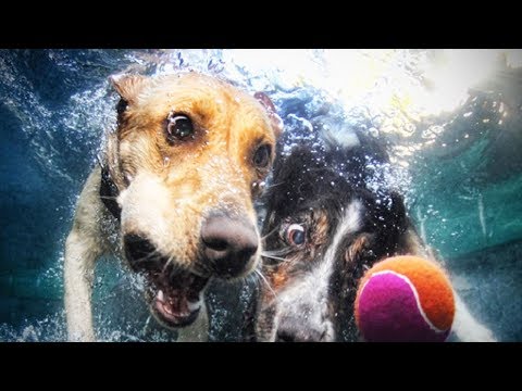 funny-and-crazy-dogs-playing-🐶-(part-1)-[funny-pets]