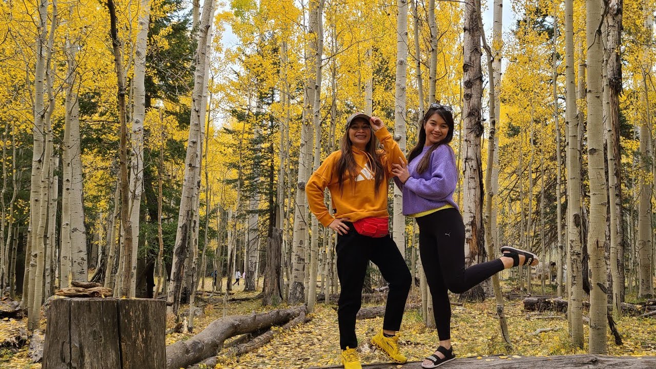 What s The Difference Between Poplar And Aspen Sisters Bonding Fall what-s-the-difference-between-poplar-and-aspen-sisters-bonding-fall