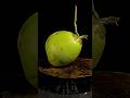 Delicious Coconut Prime🔥 Amazing Cutting Skills #coconut #cuttingskills #asmr #viral #fyp #shorts