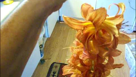 Nancy Today: A lei of daylilies (daylilies 6) ASMR