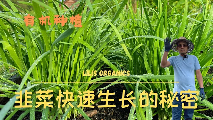 韭菜有機種植快速生長的秘密，收過韭菜花後，韭菜該如何處理才能迅速收割新的一茬 ｜ The secret to grow organic chives rapidly - 天天要聞