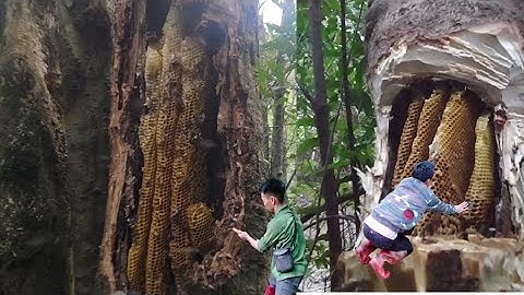 đại chiến ba tổ ong đá vào hốc cây