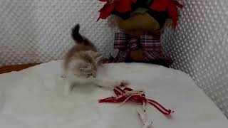 Ragamuffin Kitten Cuteness 100% by Velvet RagaMuffin Kittens 412 views 3 months ago 2 minutes, 33 seconds