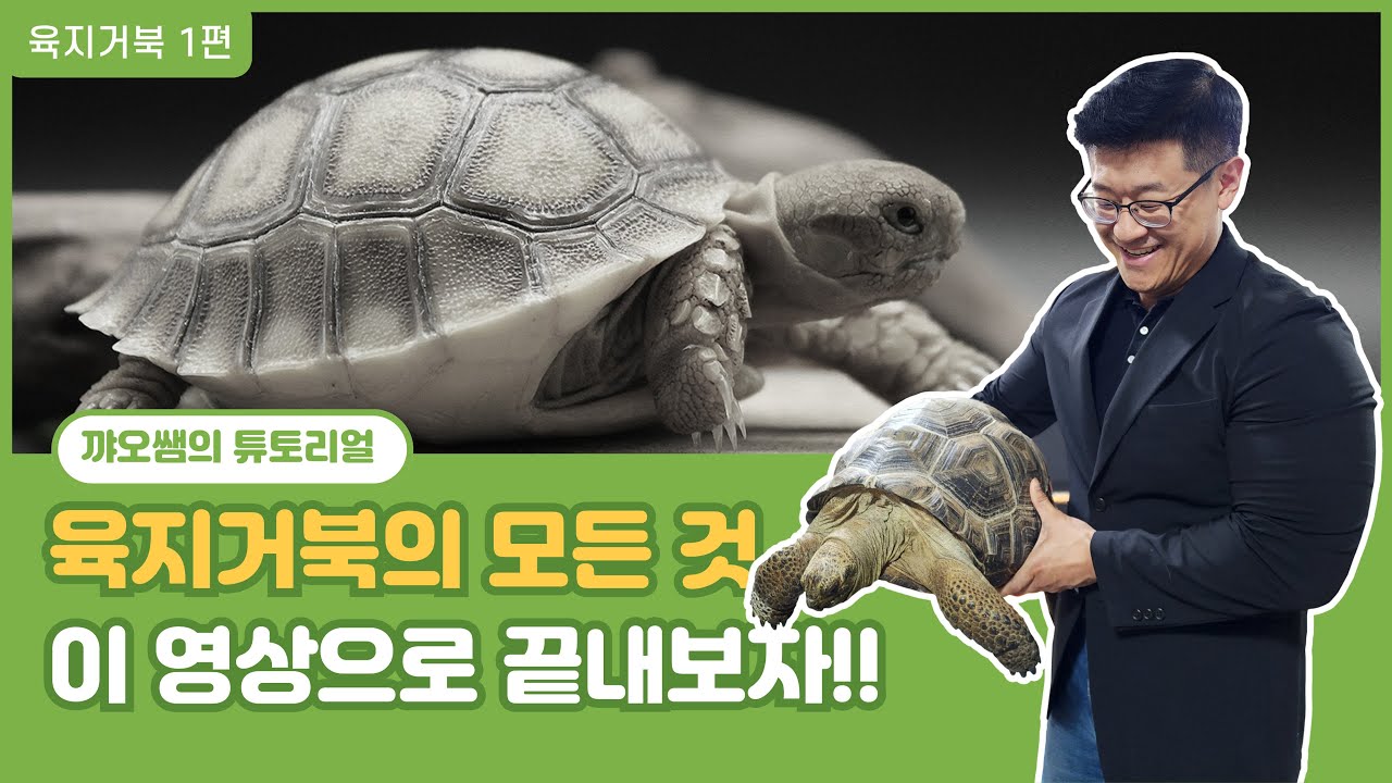 까오쌤의 튜토리얼 - 육지 거북의 모든 것!! 이 영상으로 끝내보자!!