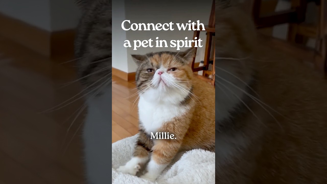 How I Connected with My Cat After She Died | Yoga Nidra for Pet Loss