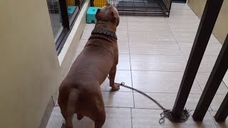 Suara Gonggongan anjing pitbull