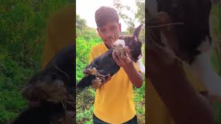 Jungle, Main Rabbit, Ka Tarika Viral Video