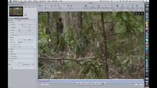 Best Bigfoot video ever analysis