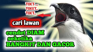 SUARA CENDET NGETET TOET TOET SAMBUNG MATERI COCOK BUAT PANCINGAN CENDET MUDA CENDET MALAS BUNYI