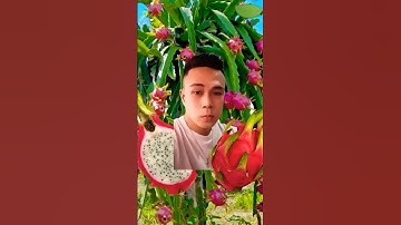 Dragon Fruits #asmr #fruit #shorts