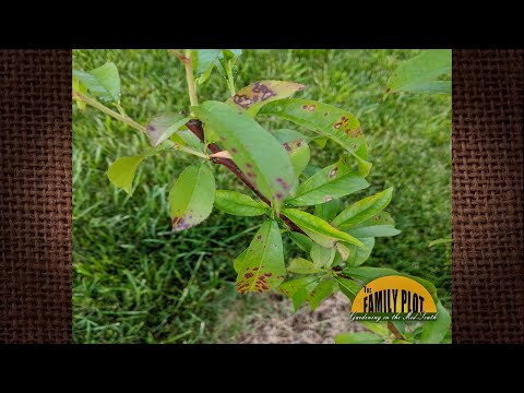 Video: Dværg lilla blade ferskentræer: Lær om ferskner med rødlige lilla blade