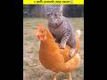 3 Dangerous Animal In Islam😱 ৩ প্রানী মেরে ফেলুন || #shorts #shortvideo