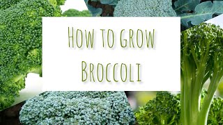 How to grow broccoli