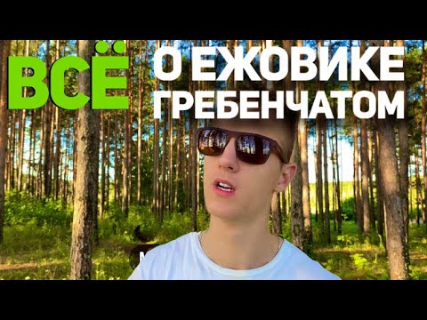 Пропил курс ежовика! И вот что со мной произошло! И нужен ли ежовик именно тебе?!