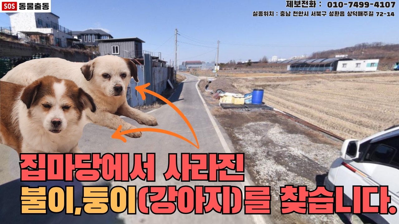 [강아지탐정] 충남 천안시에서 잃어버린 강아지 불이,둥이를 찾습니다. (천안시 실종동물 방송)