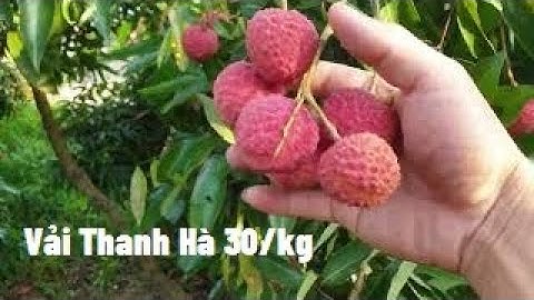 30K Một Cân Vải Thanh Hà Đầu Vụ, Vải Thiều Lục Ngạn l Núi Đồi Lục Ngạn