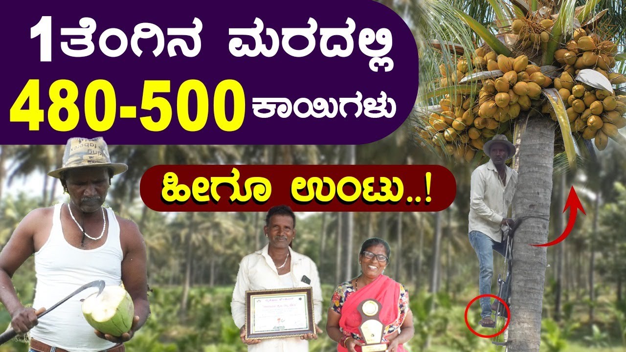 ಈ ಎಳನೀರು ವ್ಯಾಪಾರಿಯ ತೋಟದಲ್ಲಿ ಒಂದೂ ಕಜ್ಜಿ ಕಾಯಿ ಕಾಣಿಸಲ್ಲ| ಎಲ್ಲವೂ ಆರೋಗ್ಯಕರ, ಏನಿದರ ಗುಟ್ಟು? #coconutfarming