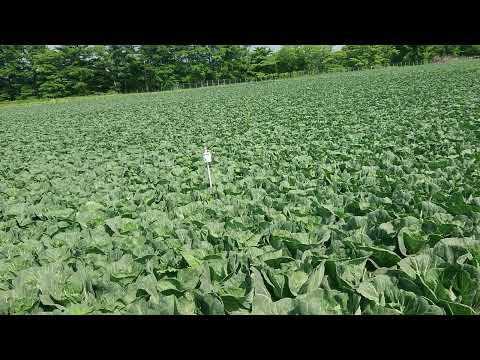 動物除けの機械