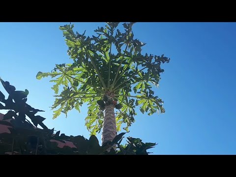 تقليم شجرة البابايا  pruning papaya tree