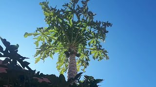تقليم شجرة البابايا  pruning papaya tree