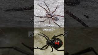 Wolf spider vs black widow
