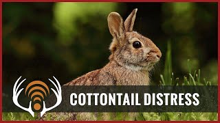 Cottontail Rabbit Distress - Predator Hunting Call!