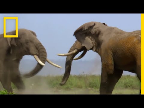 فيديو: أين ترى الأفيال في الهند: 4 أماكن أخلاقية