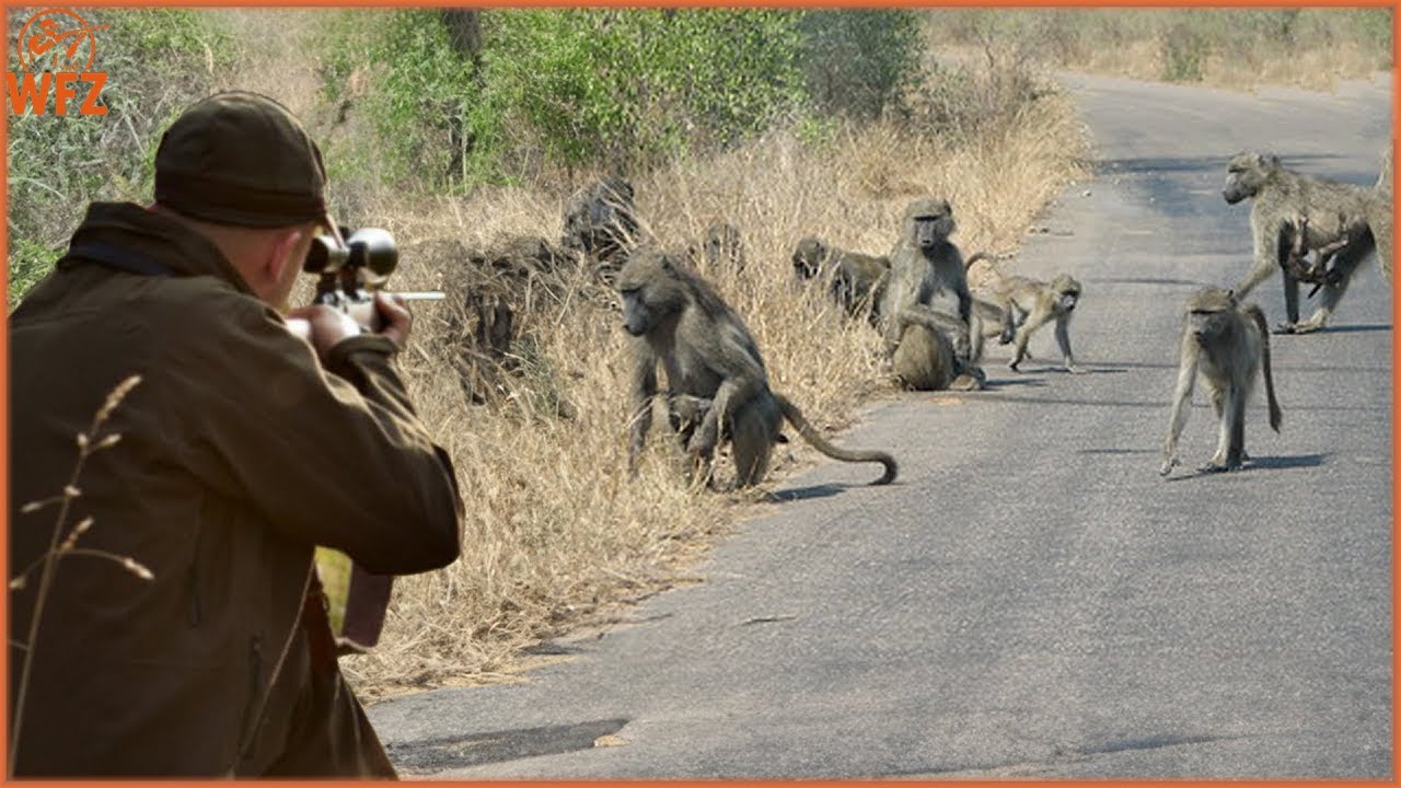 How hunters use TRAPS to deal with millions of baboons, bears, and wild ...