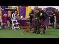Brussels Griffons | Breed Judging 2020