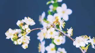 Meditasiya. Meşə Səsləri. Quş Səsləri Və Piano Səsi. Həzin Piano Musiqisi